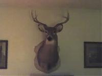 Click image for larger version. 

Name:	monsterbuck.jpg 
Views:	154 
Size:	6.2 KB 
ID:	23